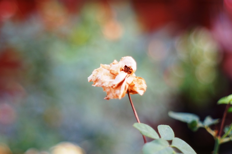 SMC-PENTAX-M 50MM.F2