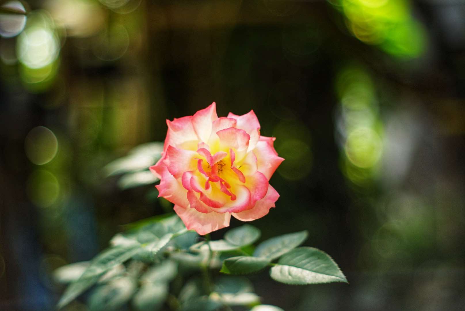 SMC TAKUMAR 55MM.F1.8 M42 MOUNT