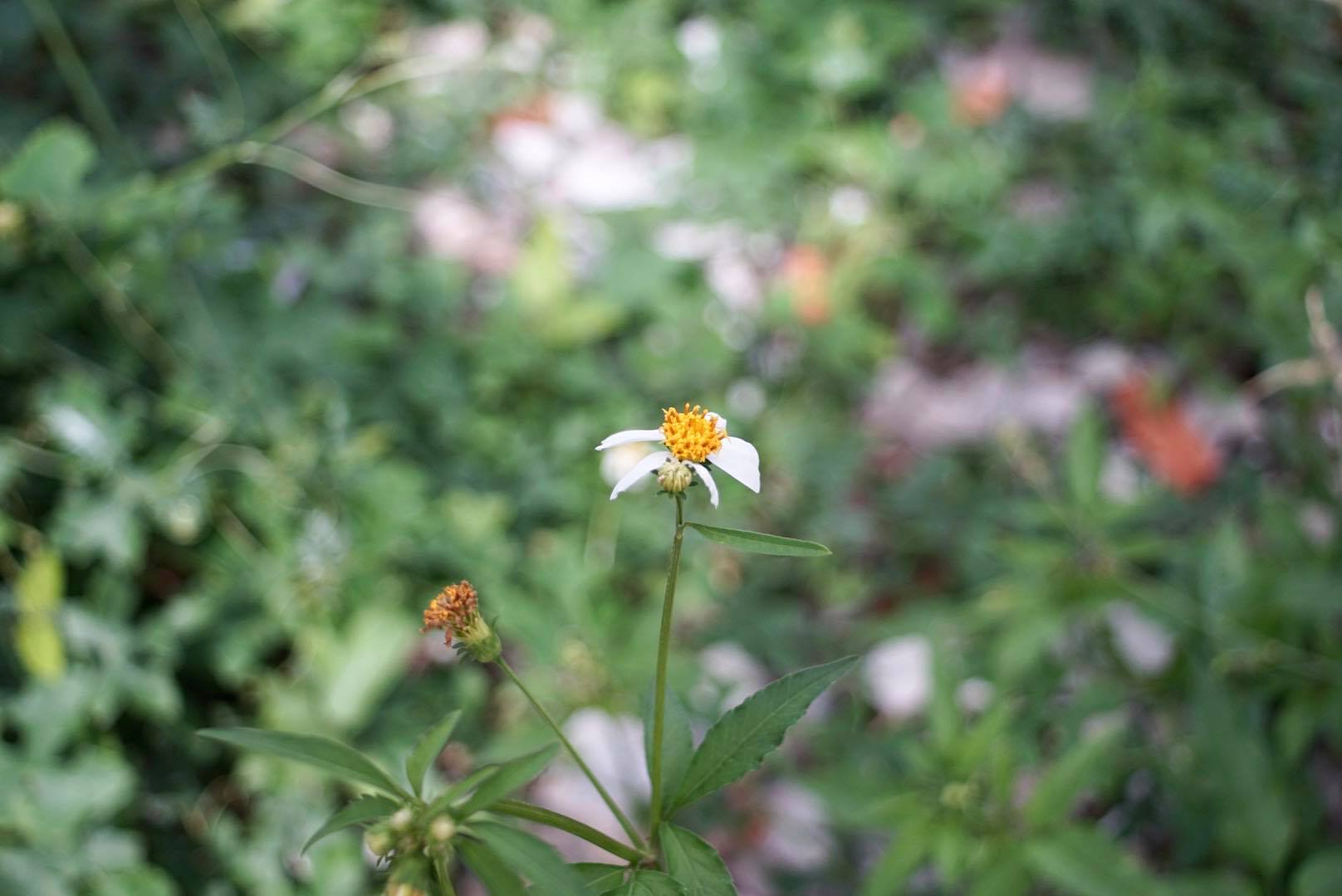 MINOLTA MD W.ROKKOR 28MM.F3.5 MD MOUNT