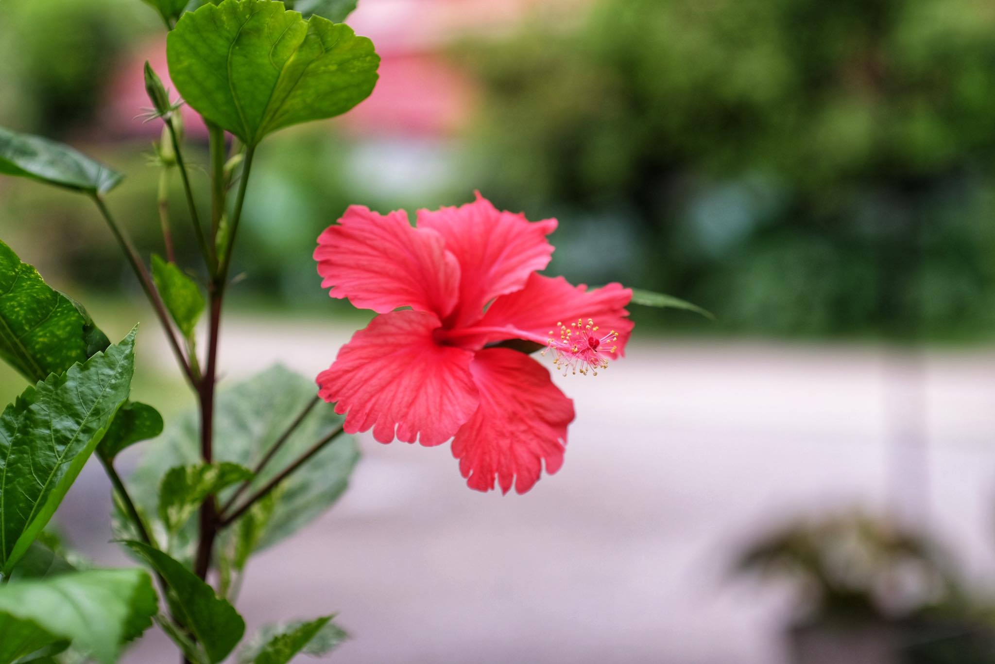 CANON LENS FD 50MM.F1.8 S.C FD MOUNT