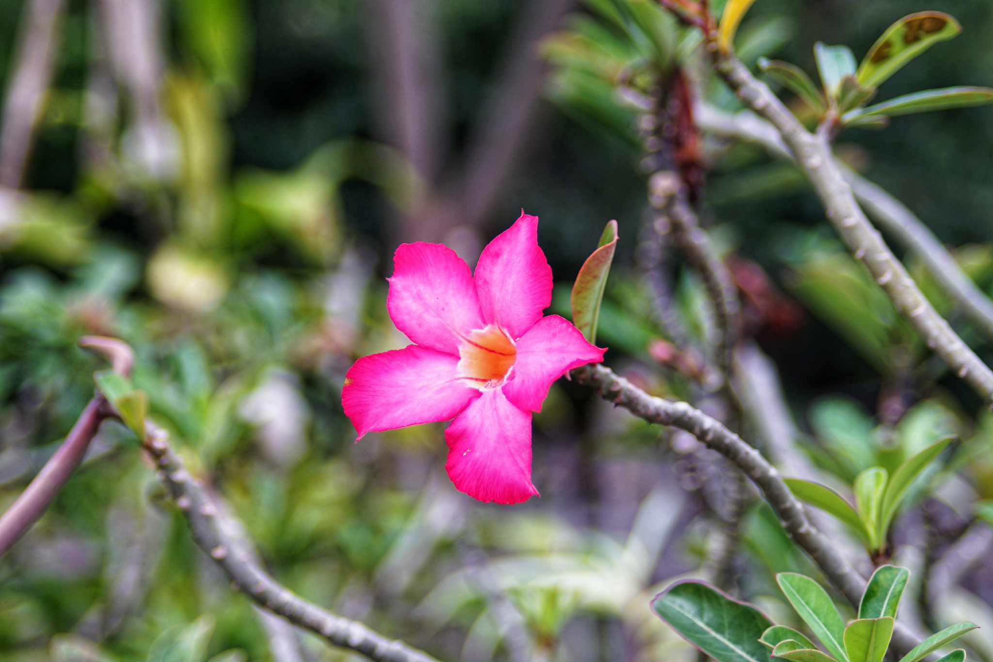 PENTAX TAKUMAR-F ZOOM 28-80MM.F3.5-4.5 MACRO