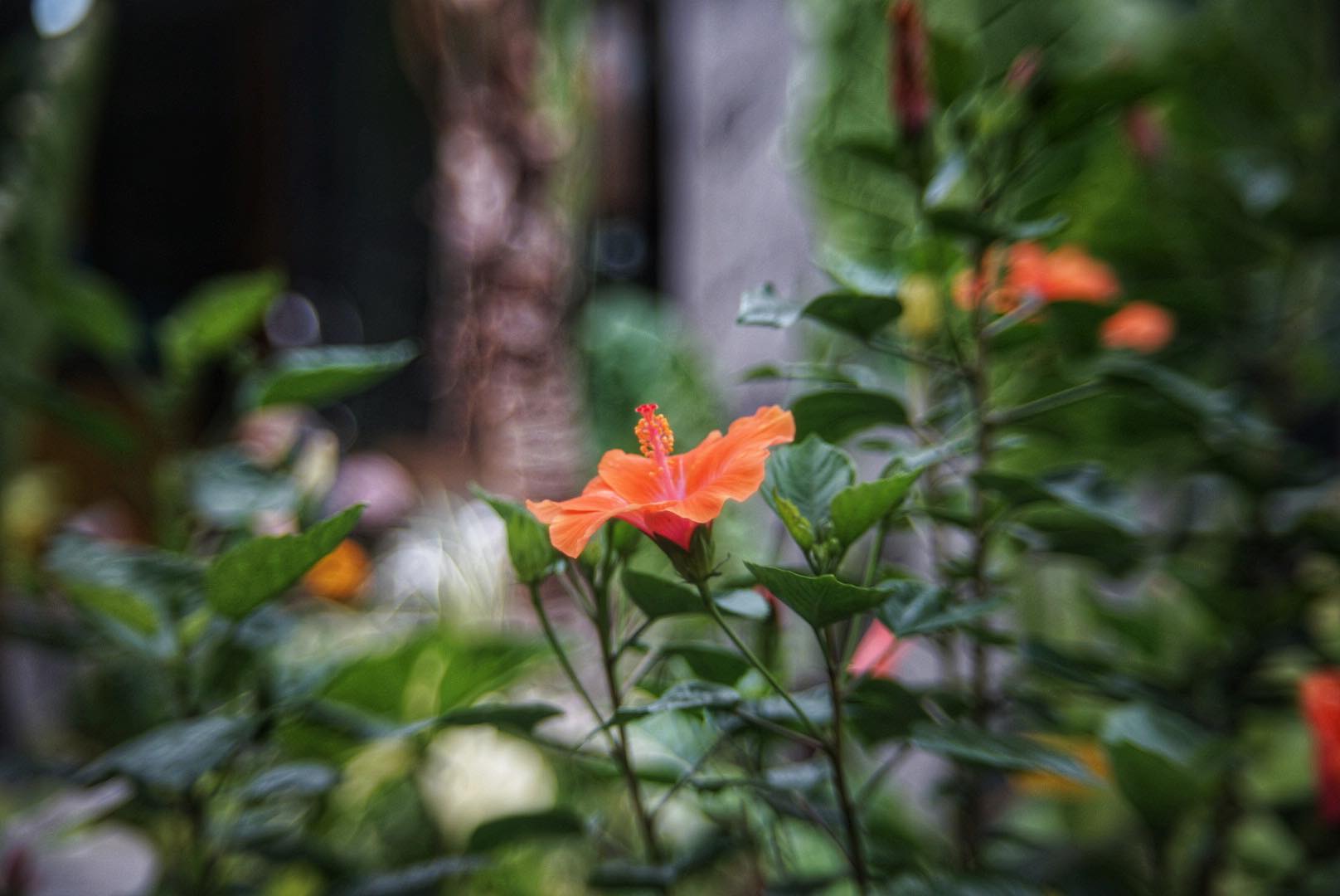 CC.PETRI 45MM.F1.8 MODIFIED M39 MOUNT(COUPLING)