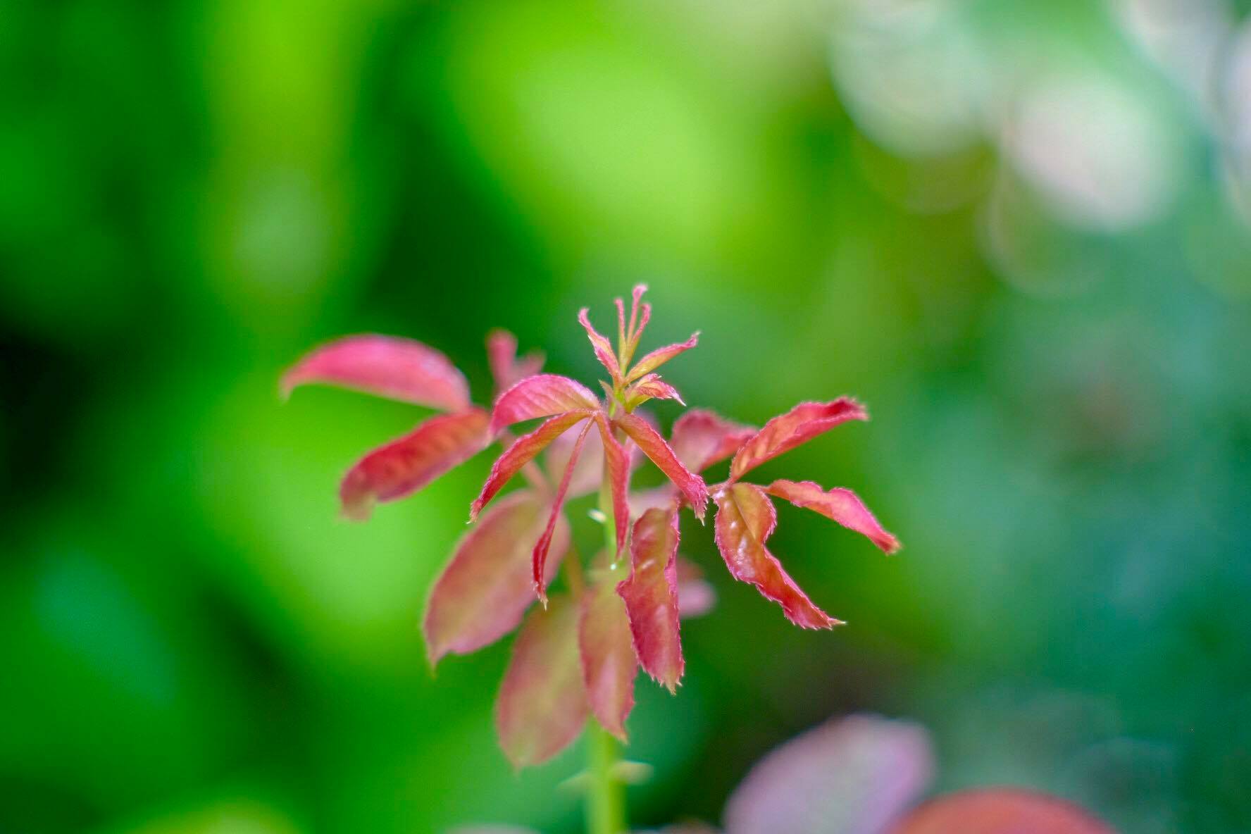 SMC PENTAX-M 50MM.F2