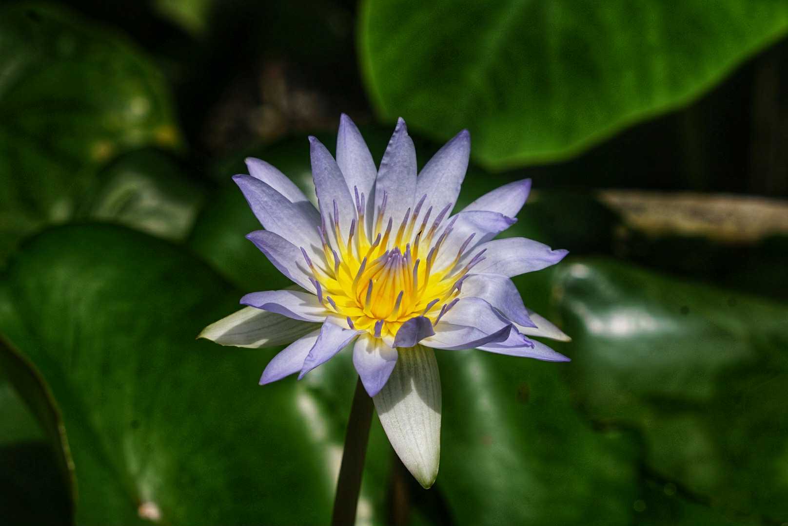 ERNST LEITZ GMBH WETZLAR ELMAR 90MM.F4