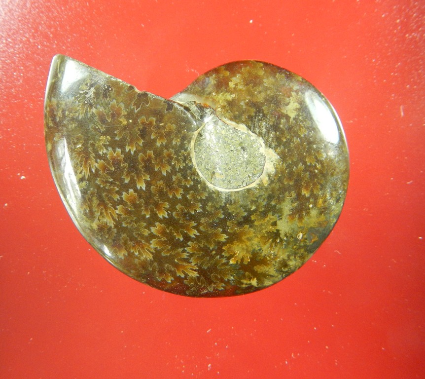 หอยกลายเป็นหินลายใบไม้