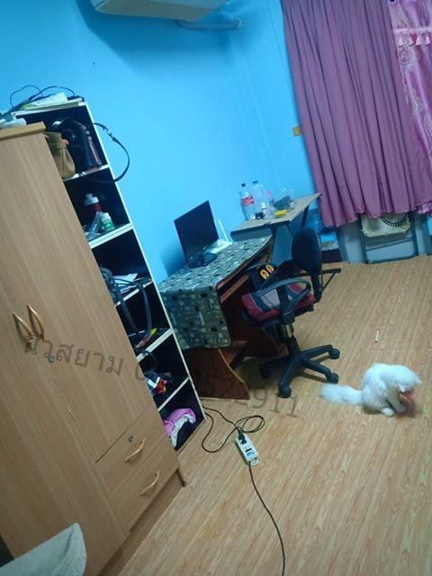 ลายเสื่อน้ำมันมาใหม่วันที่ 13 กันยายน 2562