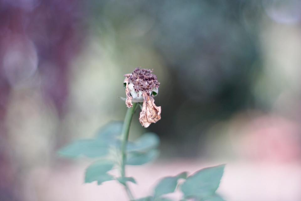 Super Takumar 55mm. F1.8 M42 mount