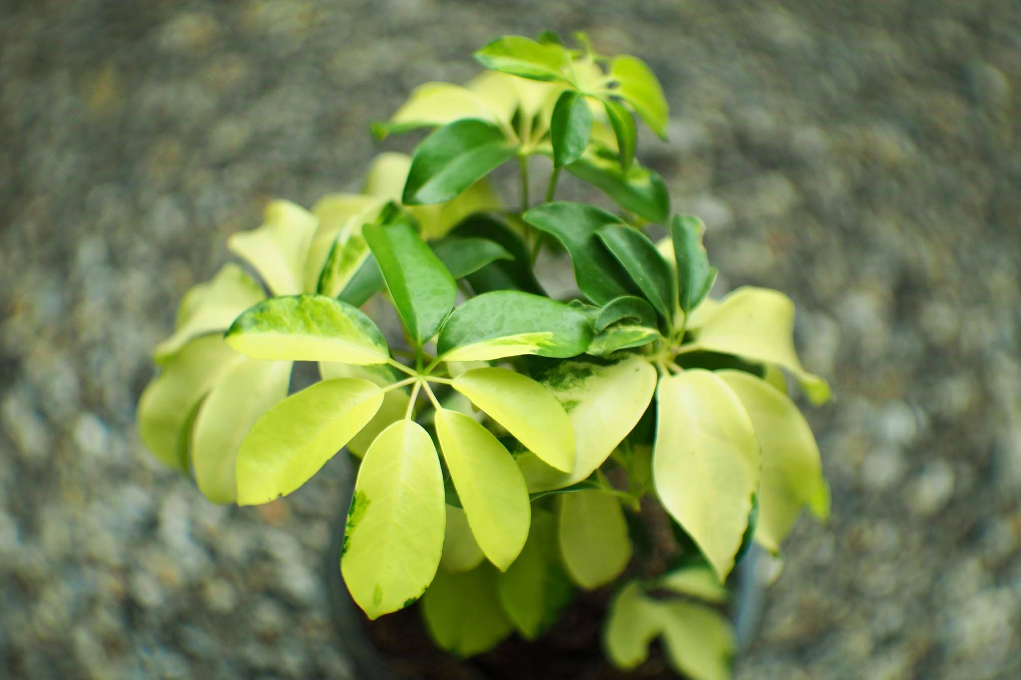 16KP-50MM.F1.2 FOR M4/3 MOUNT
