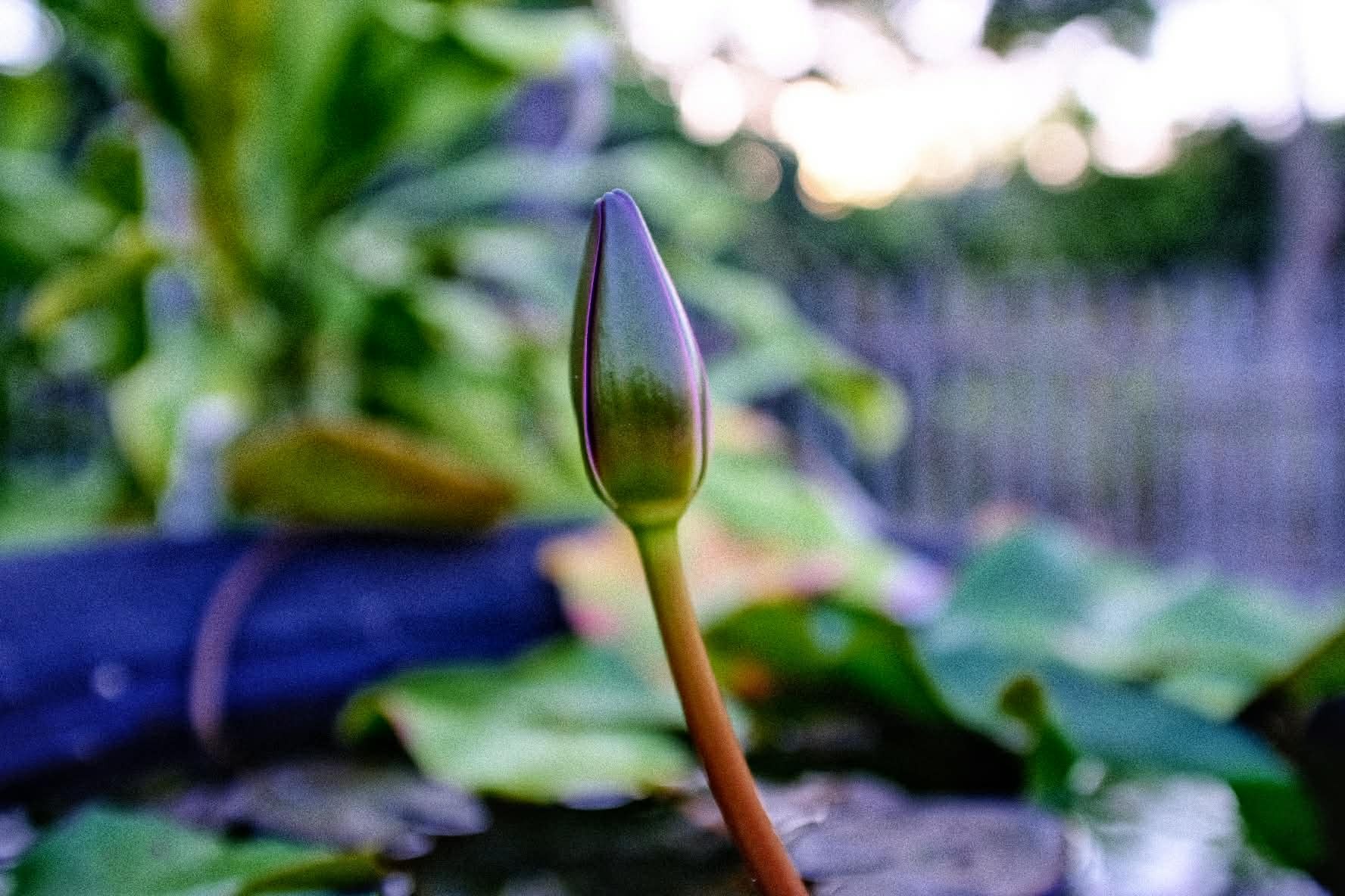 NIKON AF NIKKOR 28-85MM.F3.5-4.5 MACRO NIKON AIS MOUNT