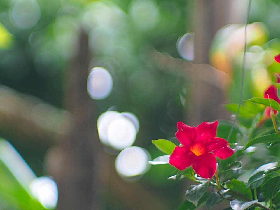 JUPITER-9 85MM.F2 M39 MOUNT