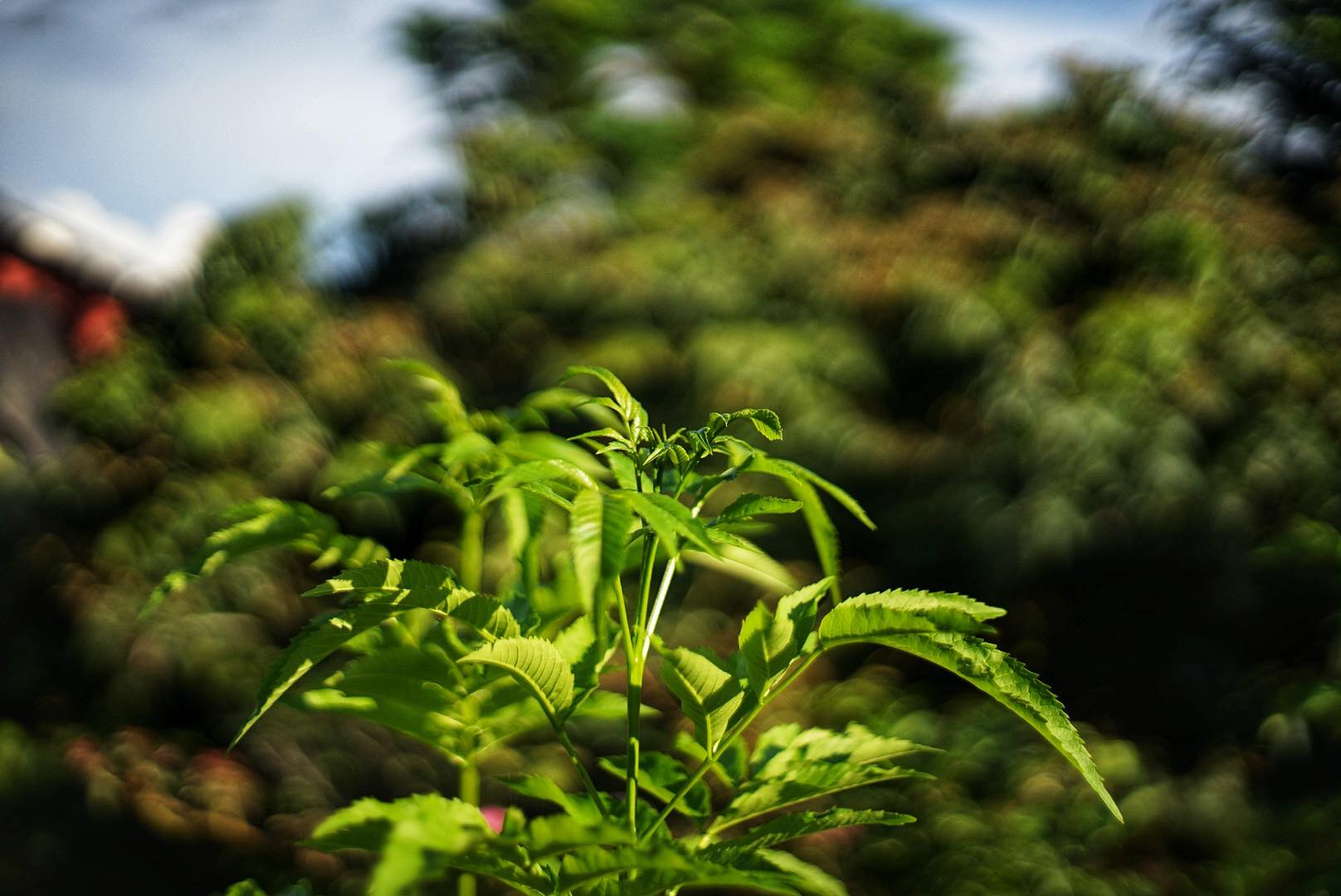 OLYMPUS OM-SYSTEM F.ZUIKO AUTO-S 50MM.F1.8 OM MOUNT