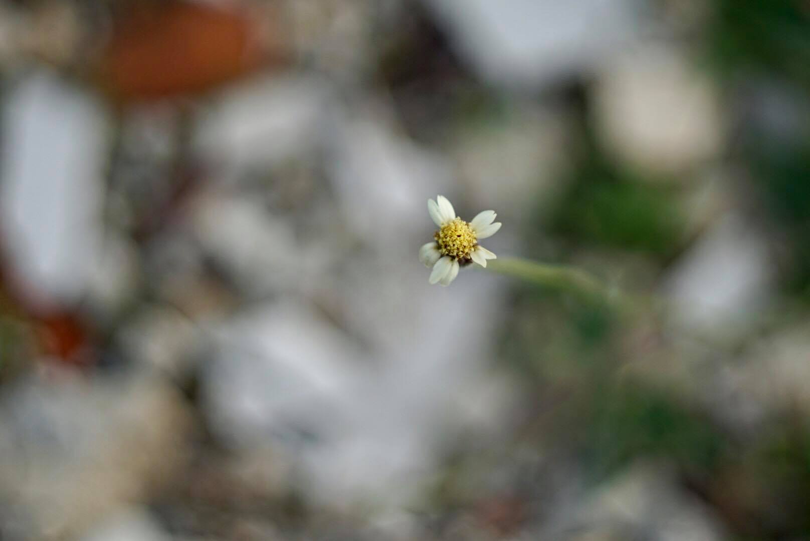 KONICA HEXANON AR 52MM. F1.8
