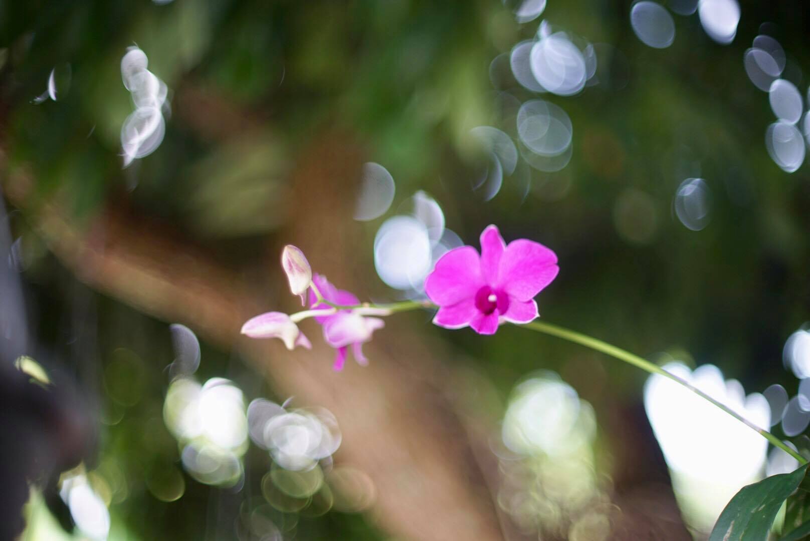 NIKKOR-S AUTO 50MM. F1.4 NIKON NON AI MOUNT