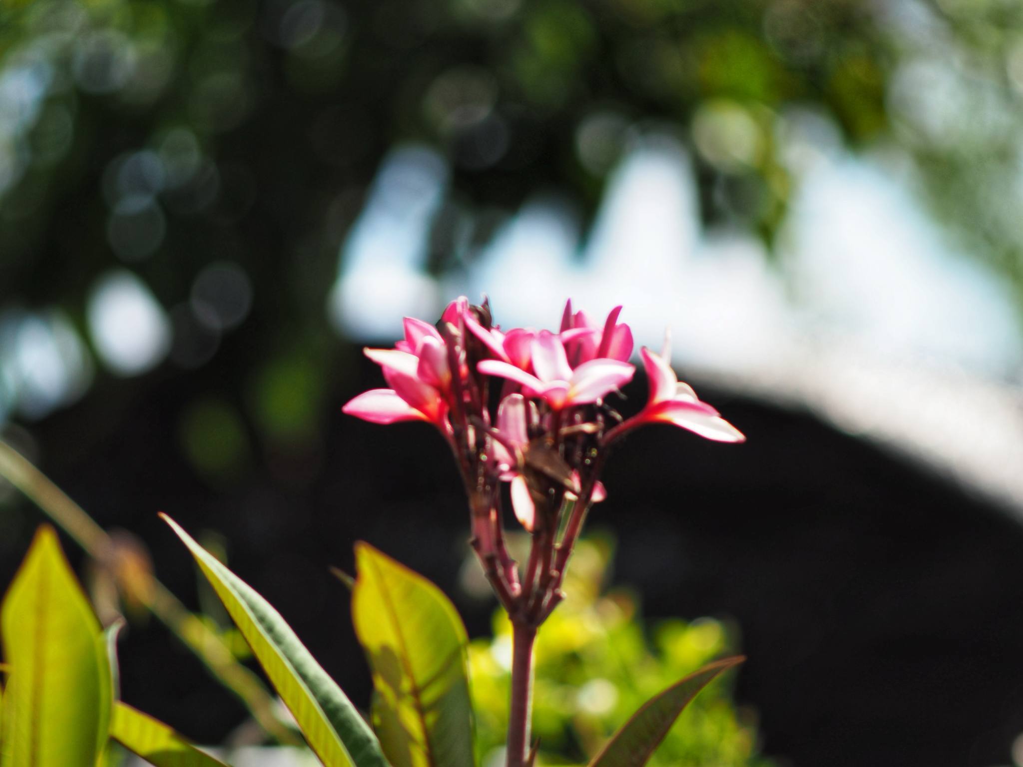 MINOLTA MD 75-150MM.F4 MD MOUNT