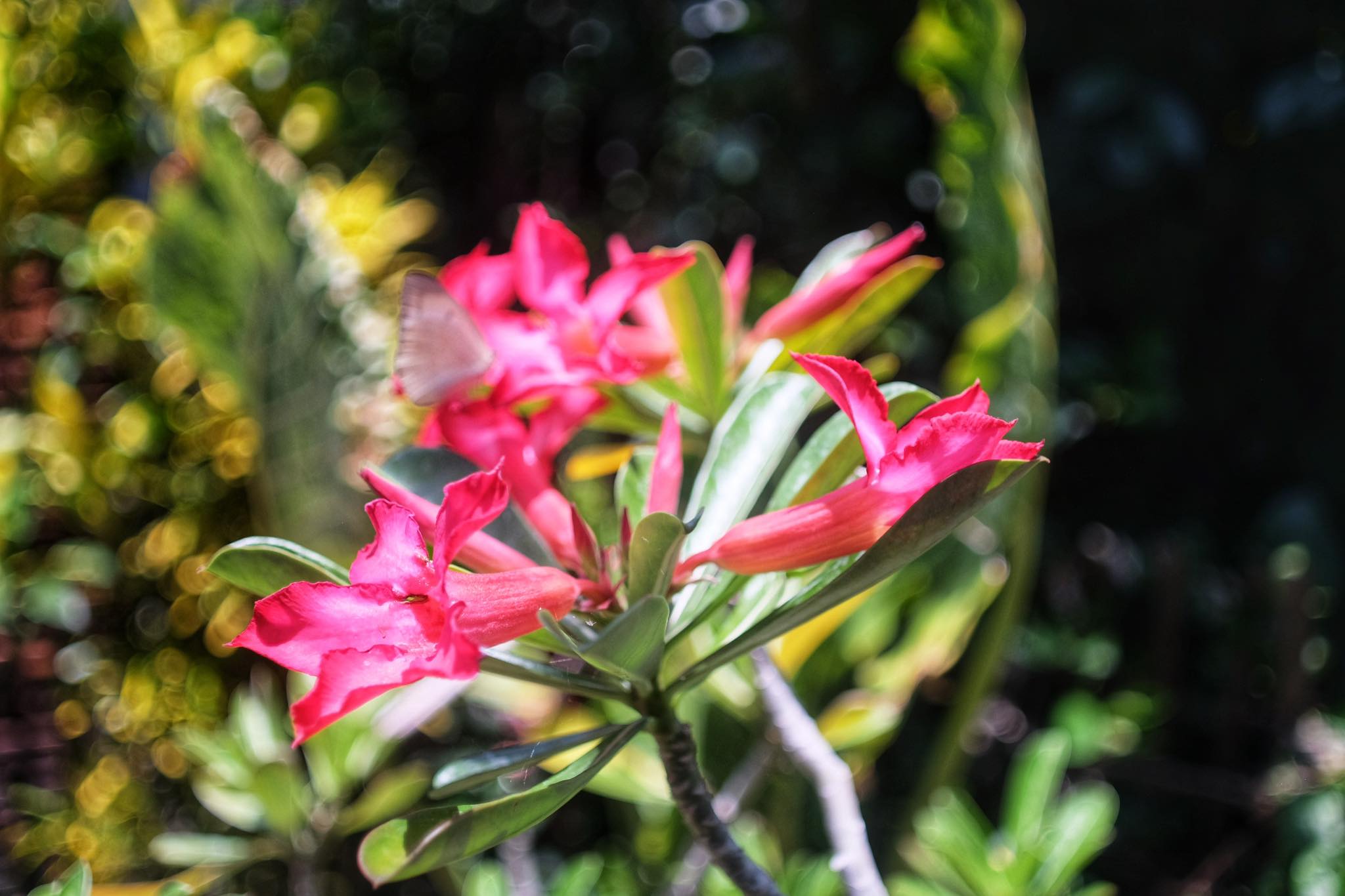 SIGMA MINI WIDE 28MM.F2.8 MULTI COATED M42 MOUNT