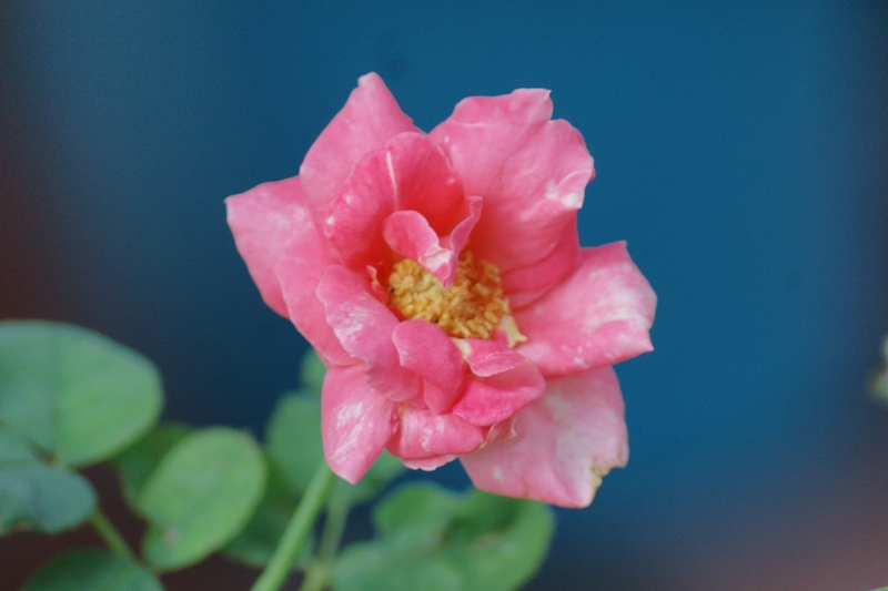 TAMRON AF 70-300MM.F4-5.6 A MOUNT