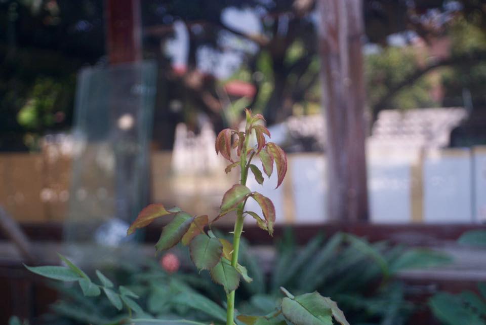 KONICA HEXANON AR 28MM. F3.5 AR MOUNT