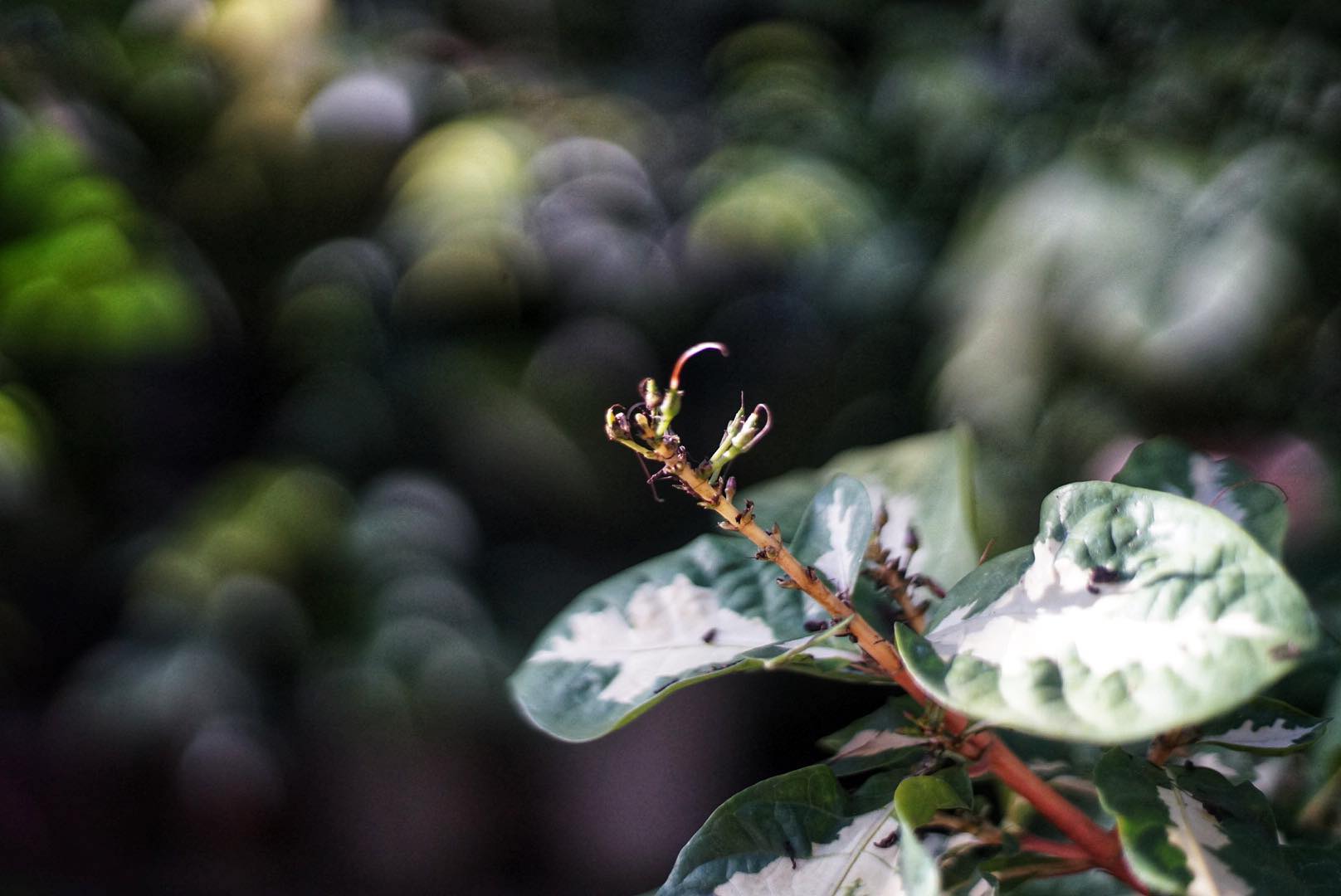 OLYMPUS OM-SYSTEM F.ZUIKO AUTO-S 50MM.F1.8 OM MOUNT