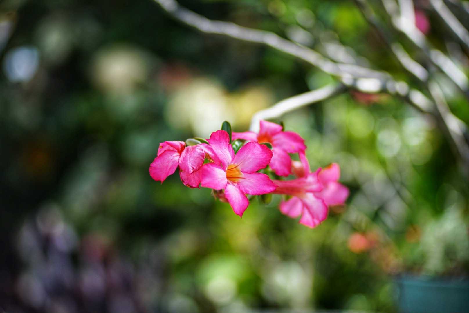 ISCO 85MM.F2.4 MODIFLY M42 MOUNT