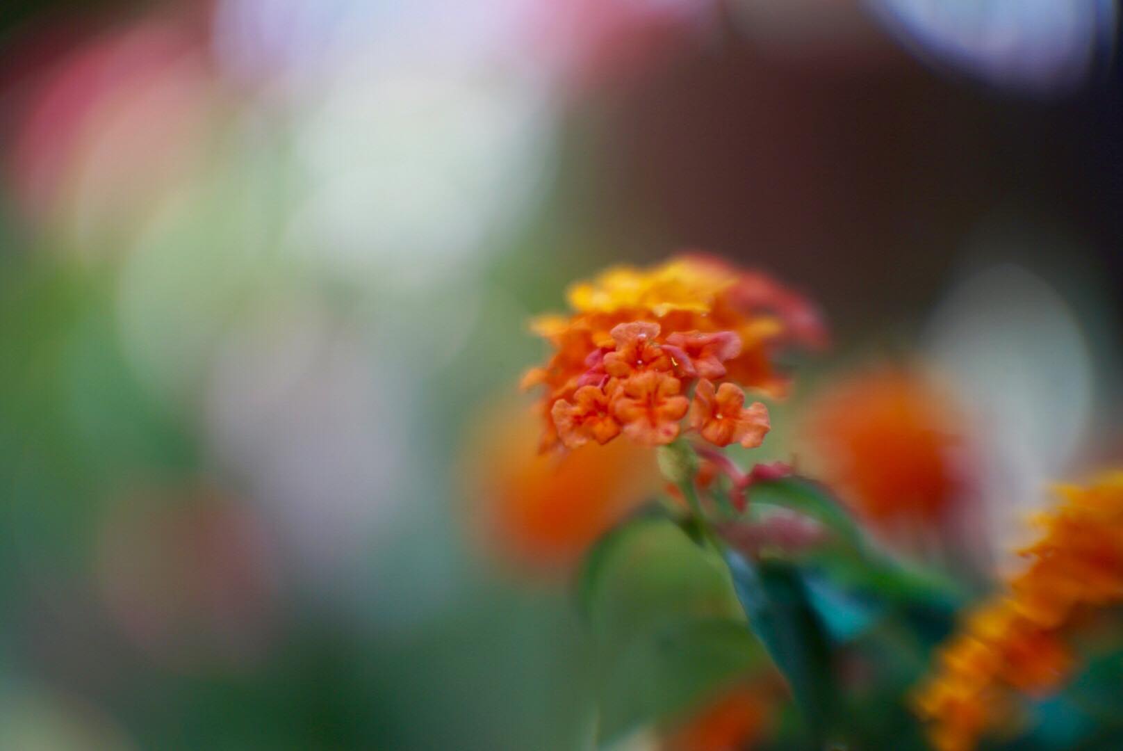 KP-109-1A 50MM.F1.2 MODIFLY E MOUNT