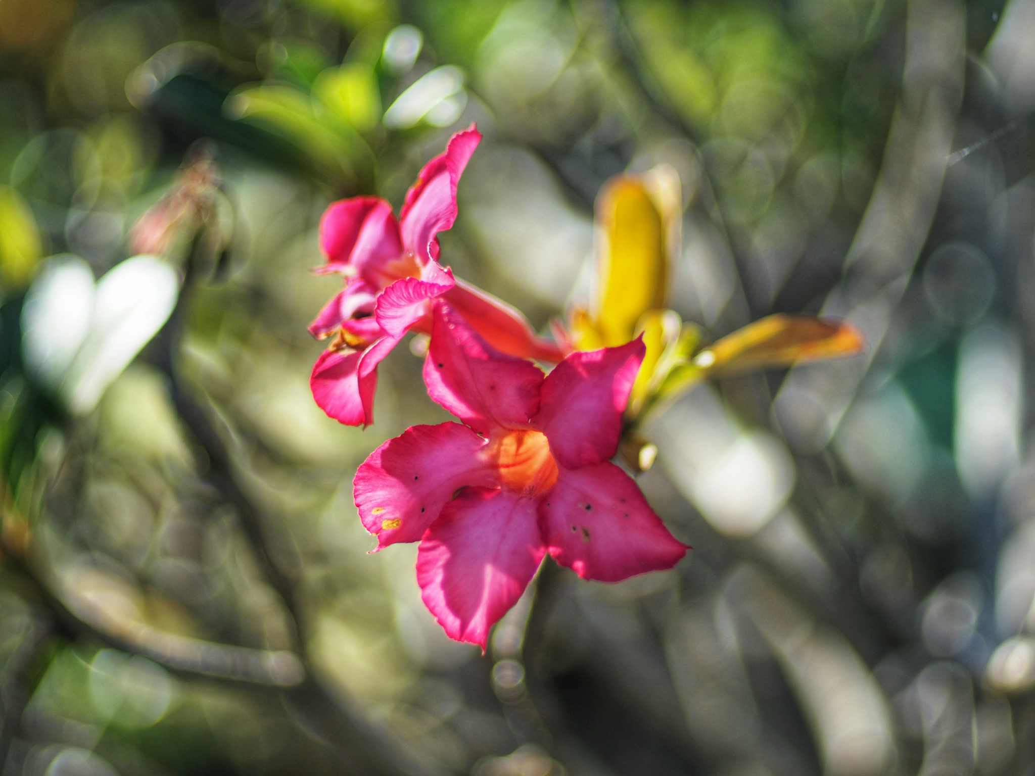 YASHICA ML 50MM.F1.4 CY MOUNT