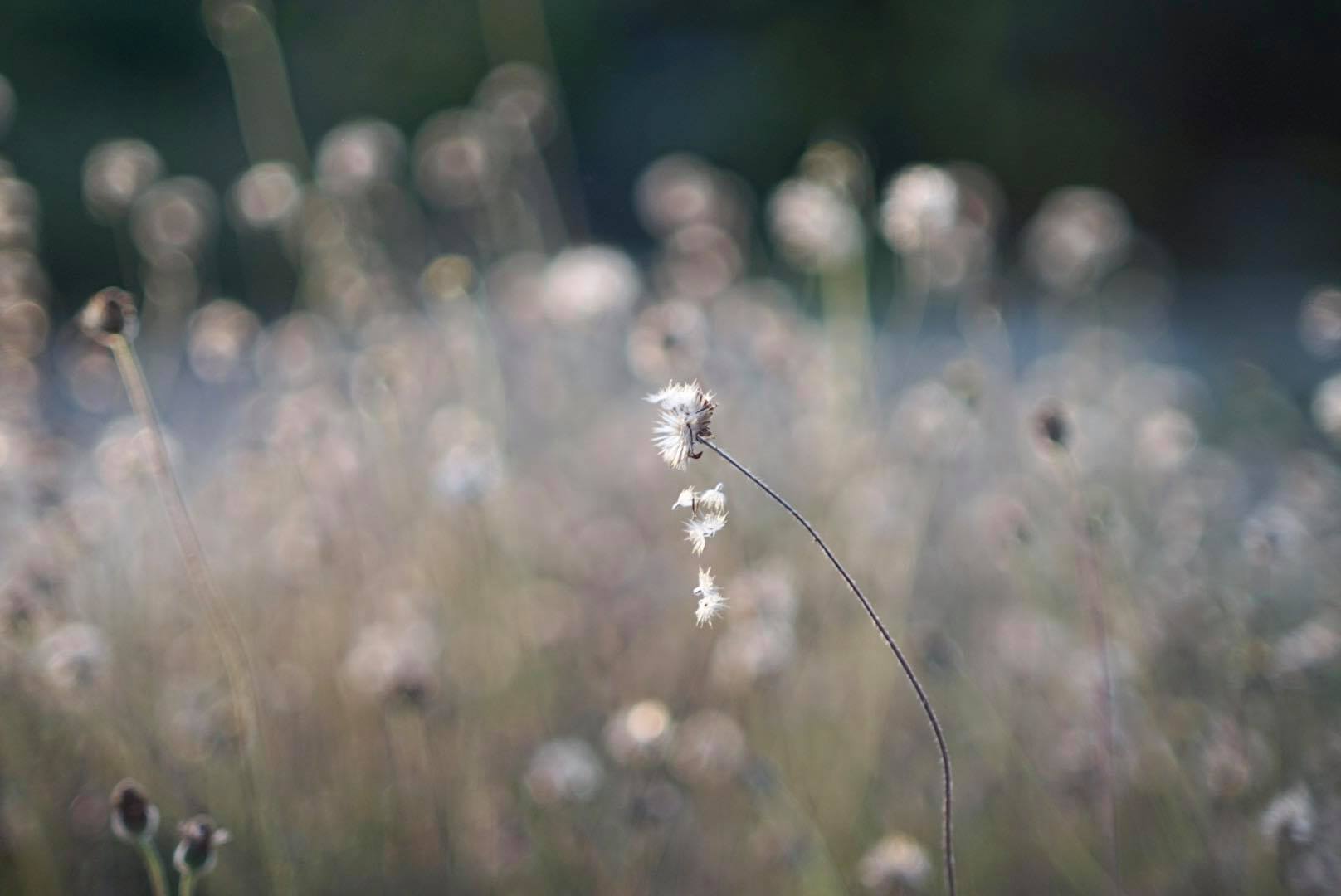 CANON LENS FL 50MM. F1.4 II FL MOUNT