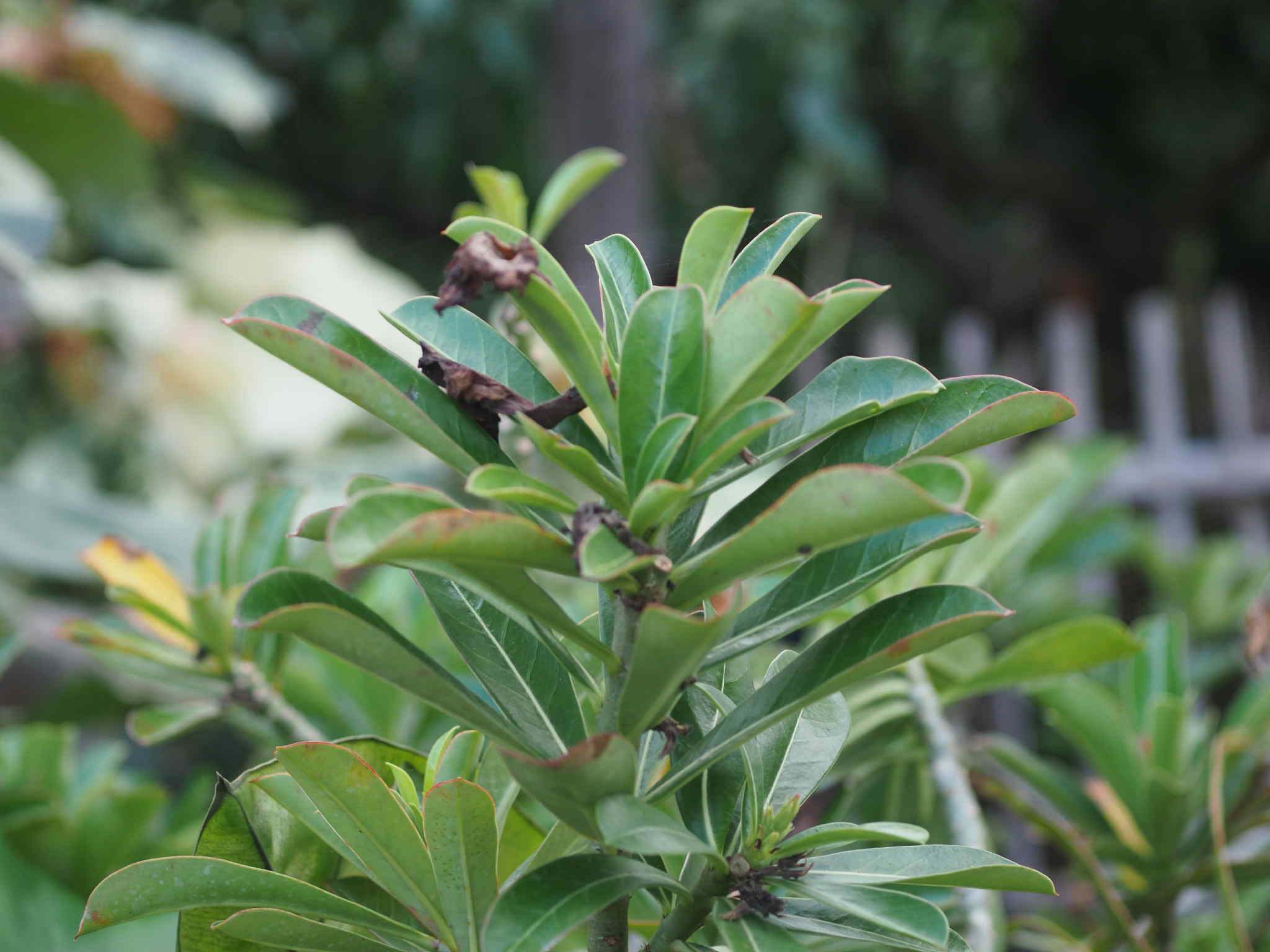 SMC PENTAX-M MACRO 50mm.f4 PK MOUNT