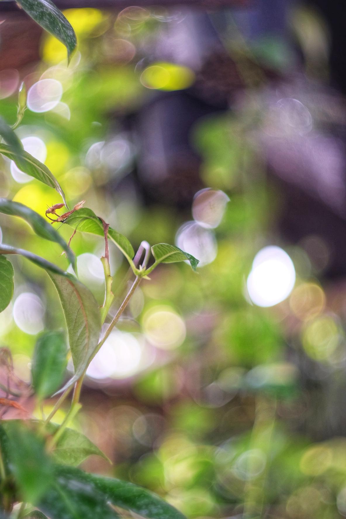MC HELIOS 77M-4 50MM.F1.8 M42 MOUNT