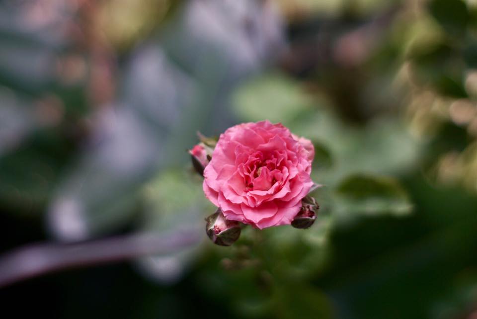 Super Takumar 55mm. F1.8 M42 mount