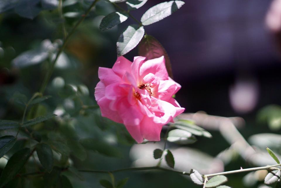 Nikon Nikkor 50mm. F1.4 non ai mount
