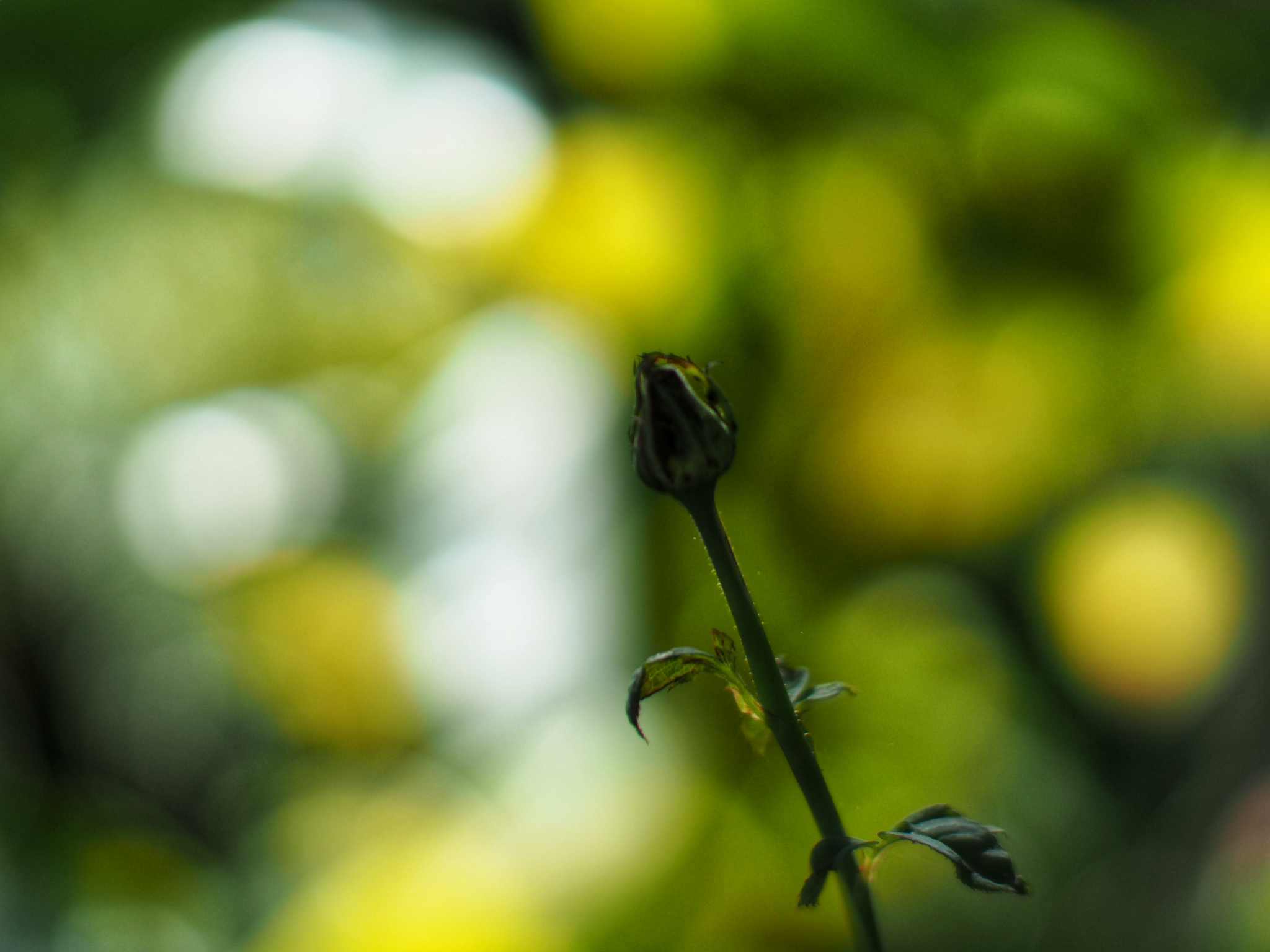 YASHICA ML 50MM.F2 CY MOUNT