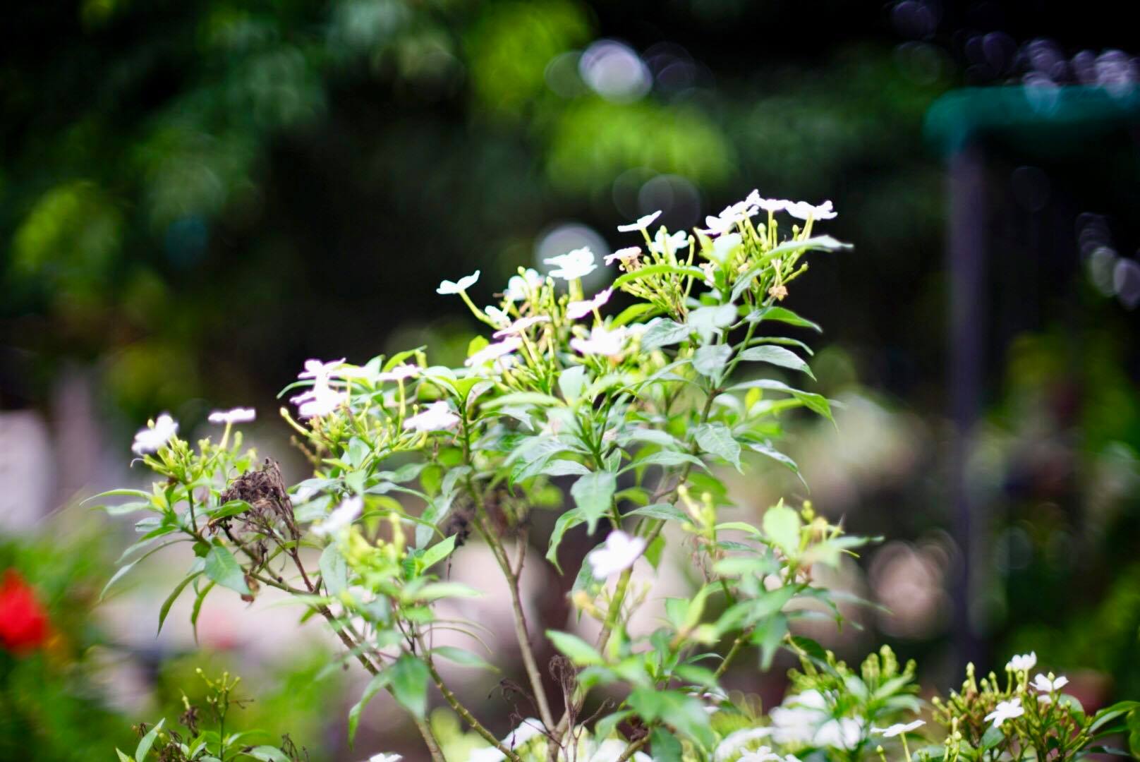 CANON LENS FD 50MM.F1.4 S.S.C. FD MOUNT