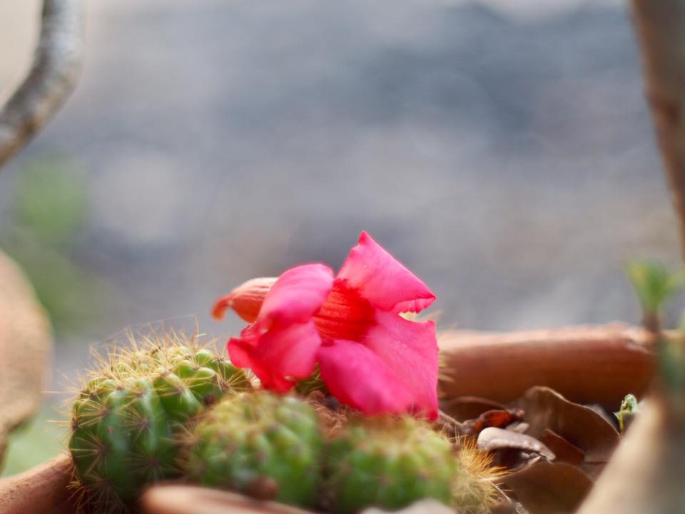 MINOLTA MC ROKKOR-X PG 50MM. F1.4 MD MOUNT