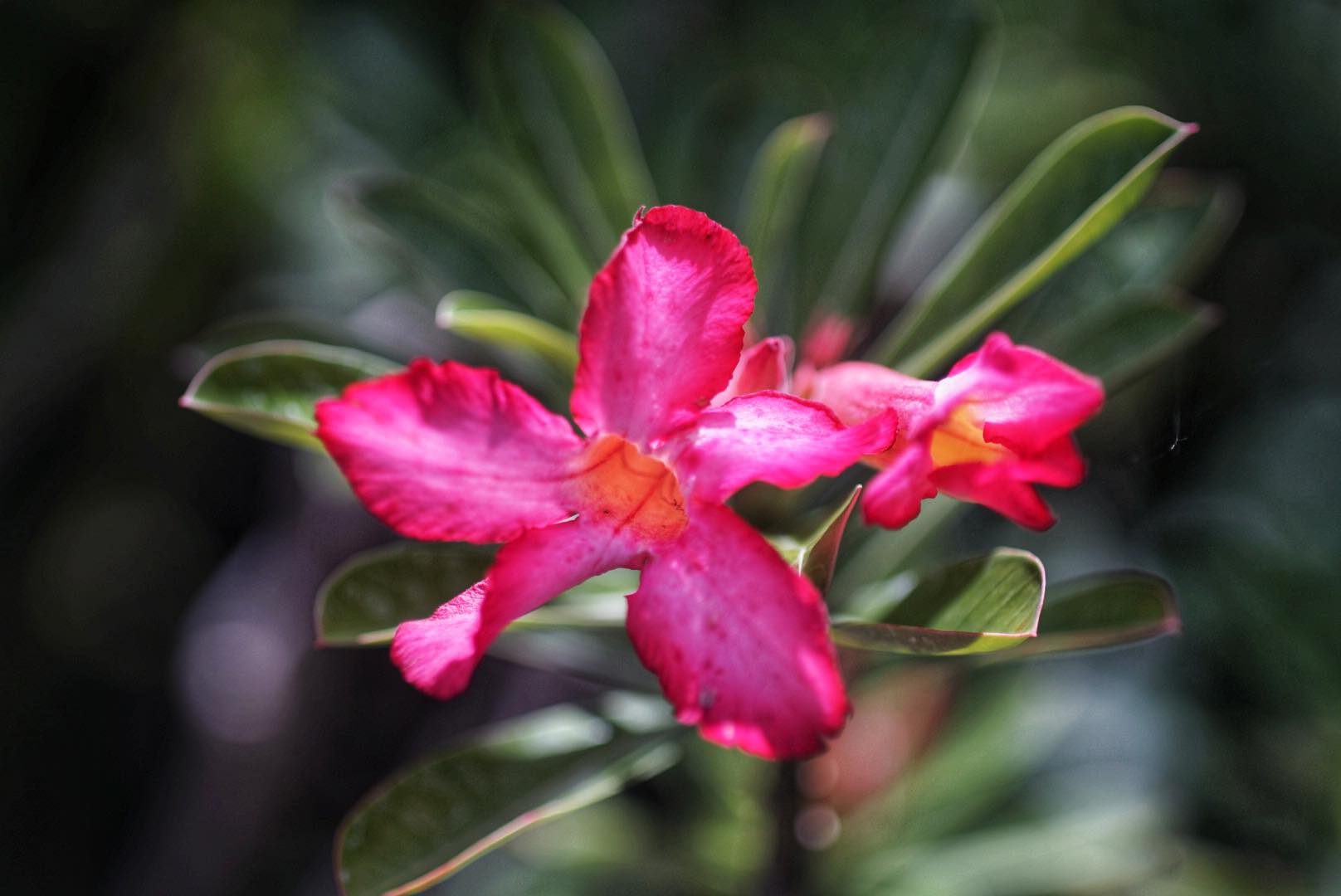 TAMRON SP 90MM.F2.5 NIKON AI MOUNT