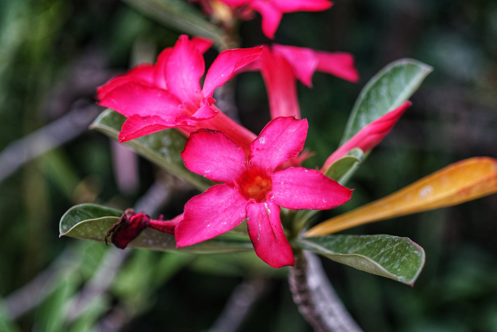 OLYMPUS OM-SYSTEM ZUIKO MC AUTO-MACRO 50MM.F3.5