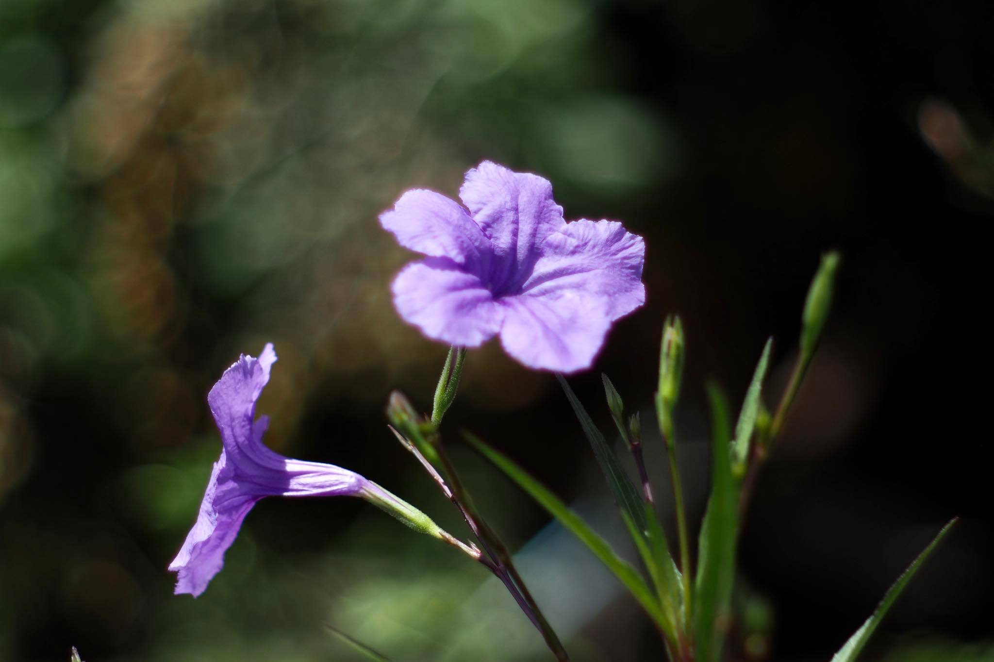 SMC PENTAX-A 50MM.F2 PK MOUNT