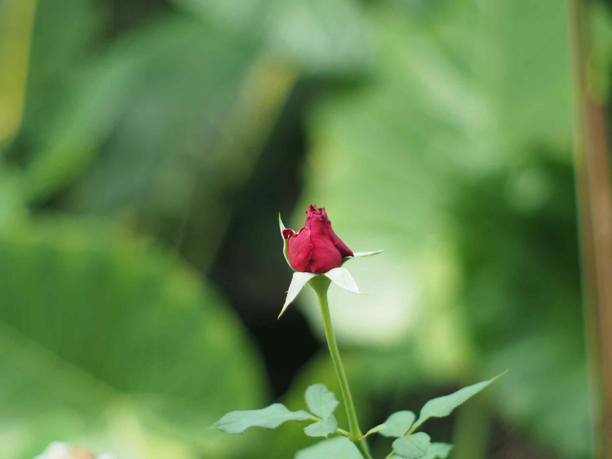 SMC PENTAX-M 50MM.F2 PK MOUNT