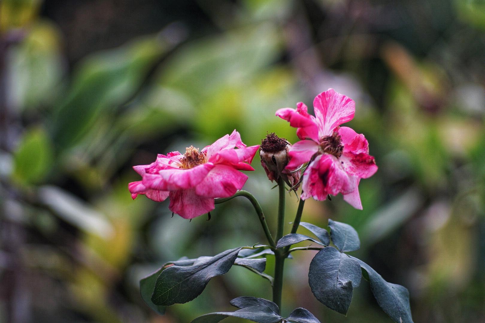 PENTACON135MM F2.8 (15 Blades) EXAKTA MOUNT