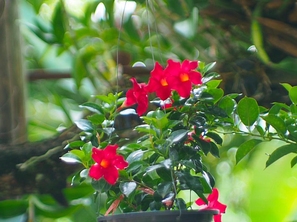 JUPITER-9 85MM.F2 M39 MOUNT