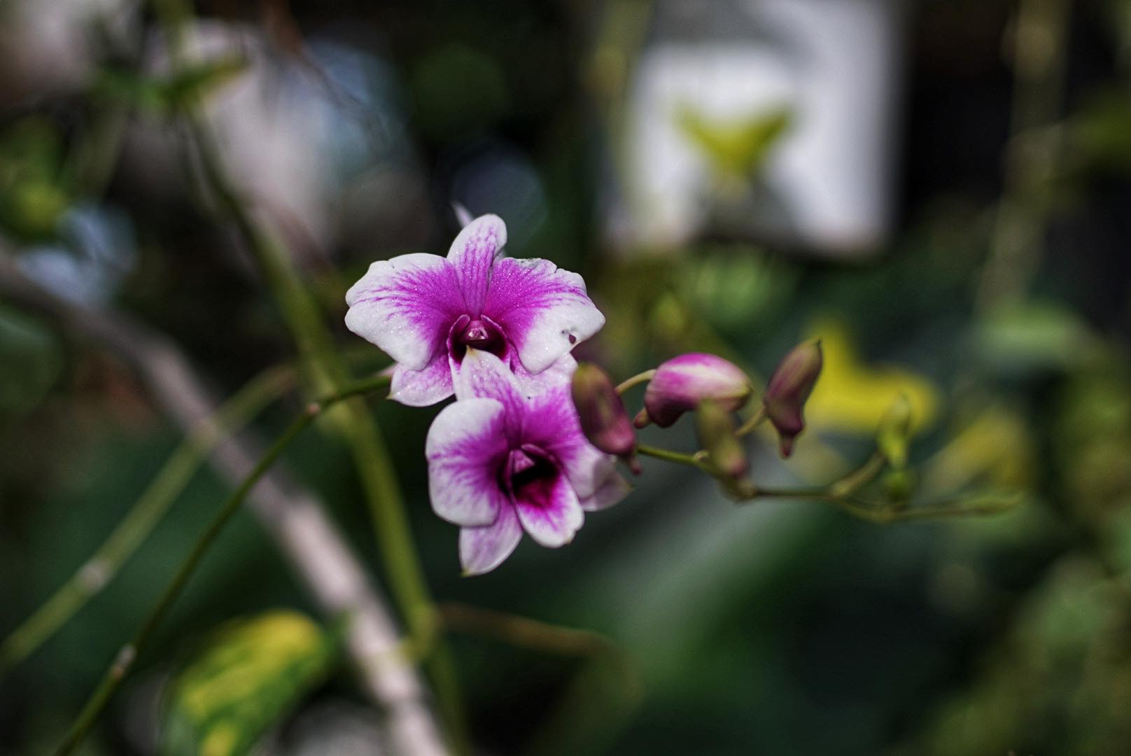 NIKON AF NIKKOR 50MM.F1.4D AIS MOUNT(NO.2)