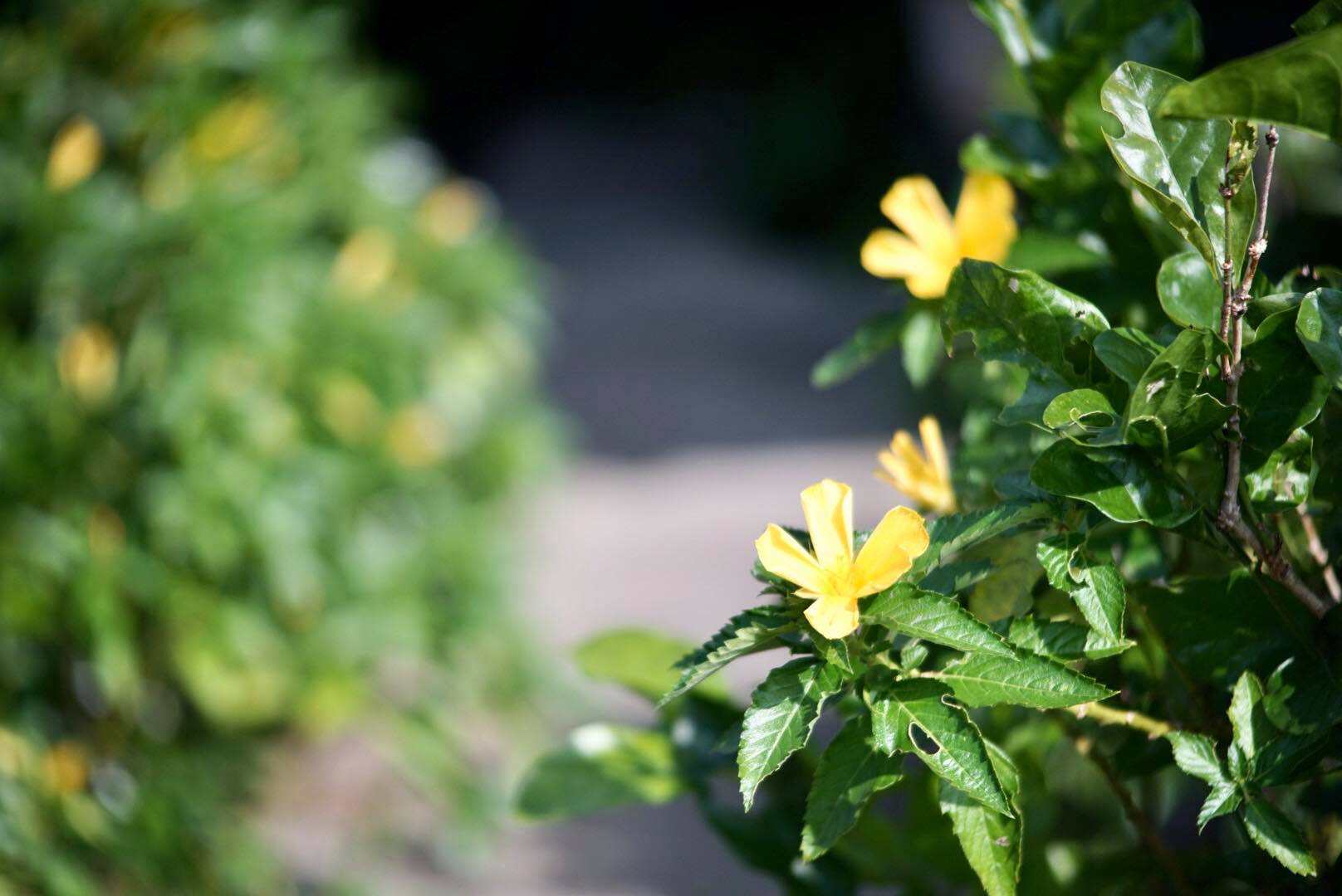 NIKON AF NIKKOR 35-105MM.F3.5-4.5 MACRO