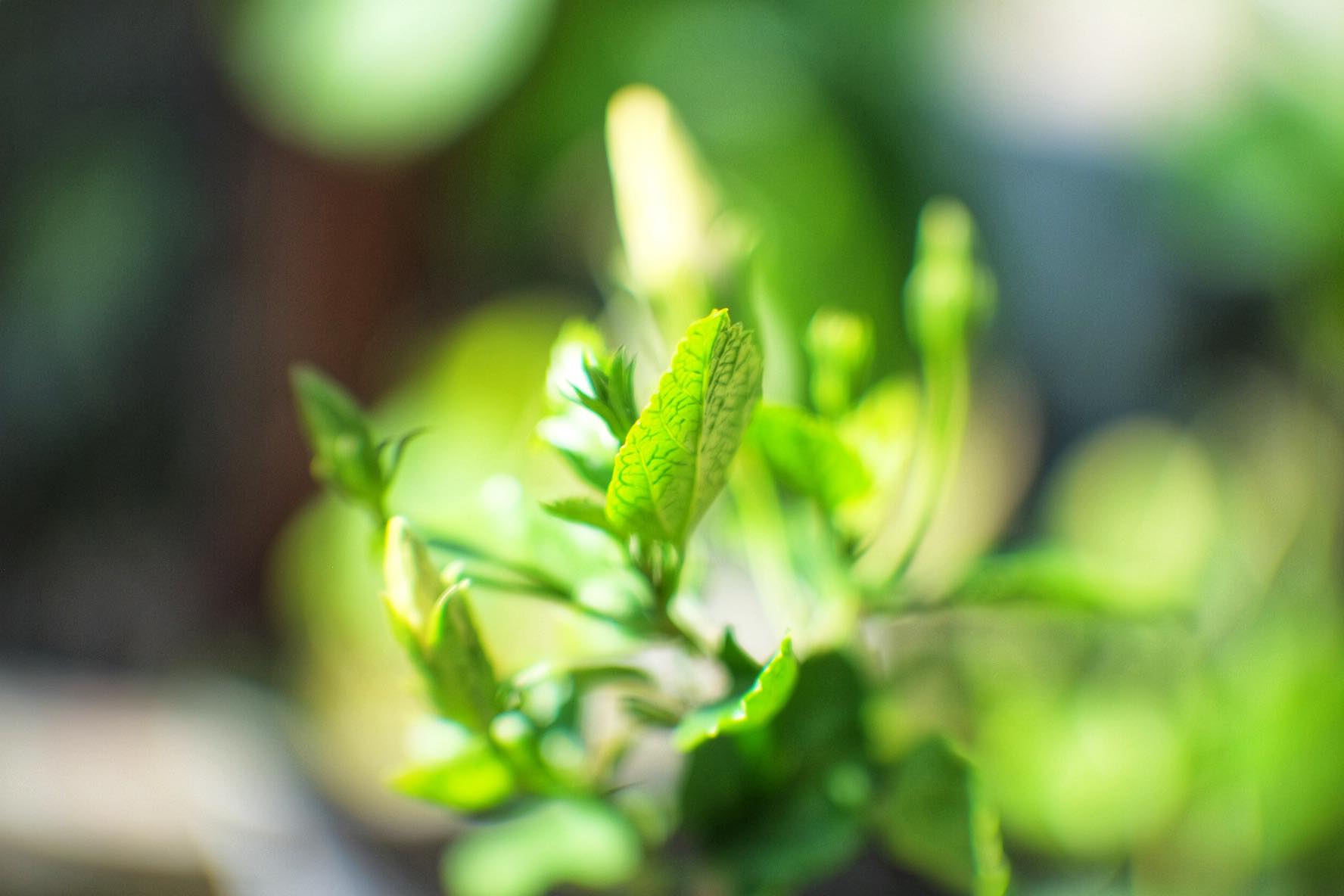 16KP-50MM.F1.2 MODIFLY FUJI FX MOUNT
