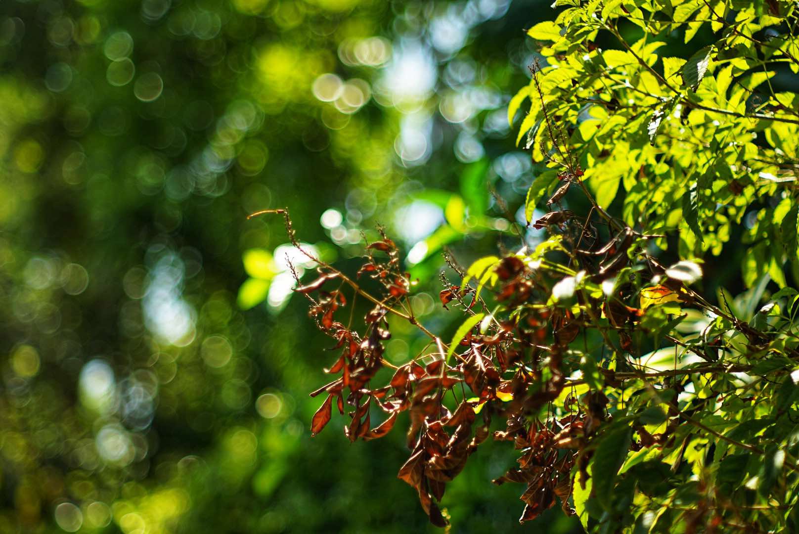 SMC TAKUMAR 55MM.F1.8 M42 MOUNT