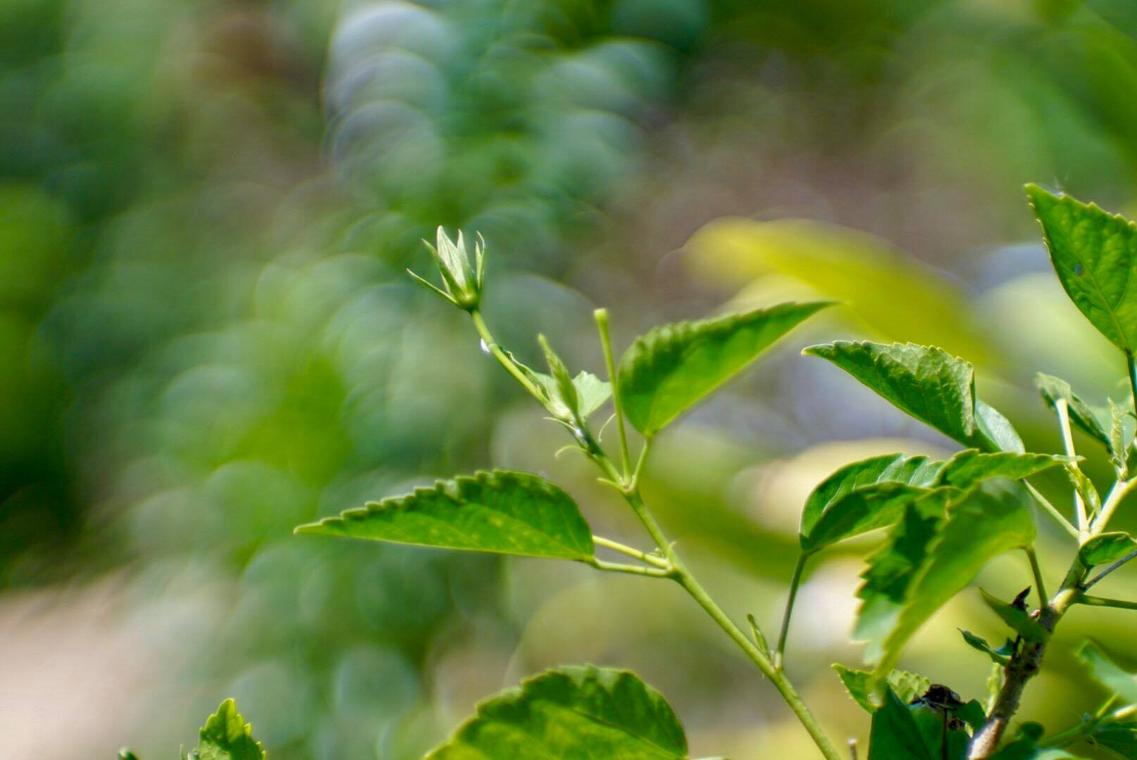 JUPITER-9 85MM.F2 M42 MOUNT