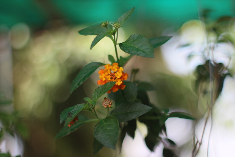SUPER TAKUMAR 50MM.F1.4 M42 MOUNT