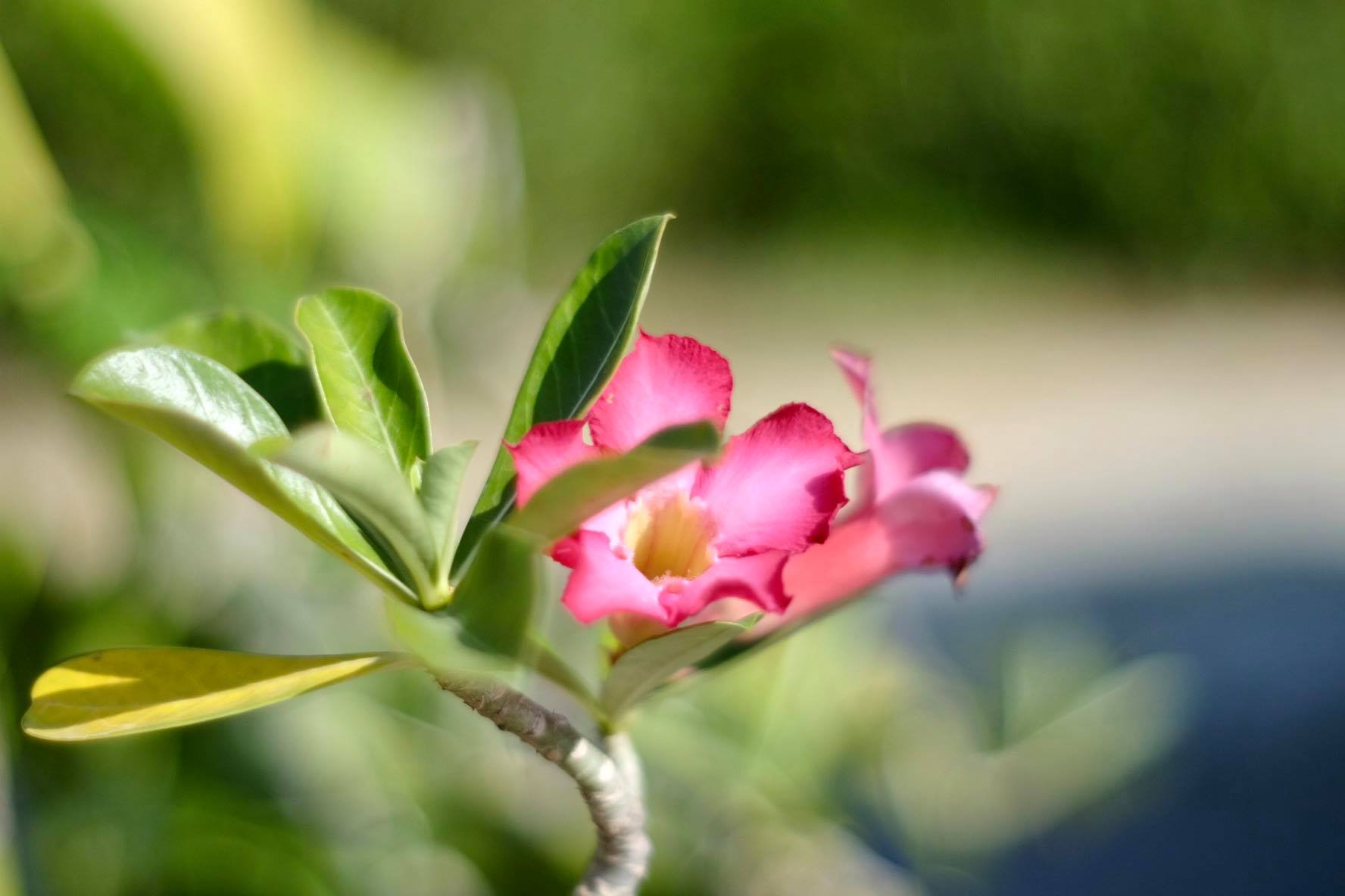 CANON LENS FL 50MM.F1.4 FL MOUNT