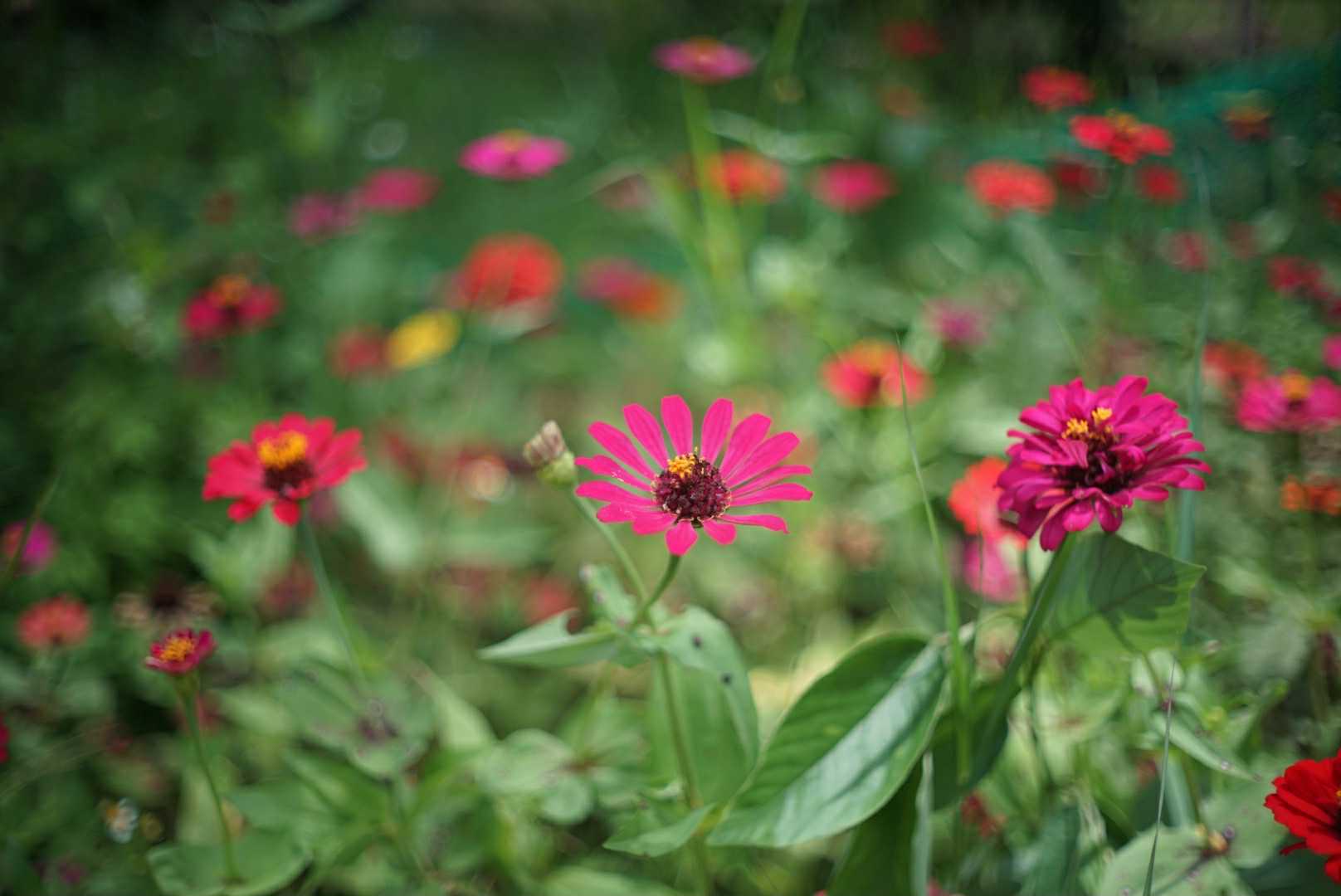 YASHICA COLOR-YASHINON DX 40MM.F1.7 MODIFILD LM MOUNT