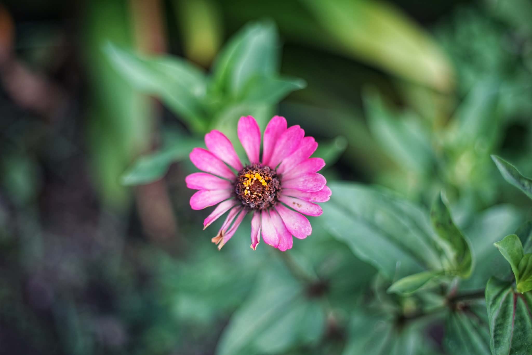 CANON LENS EX 50MM.F1.8 MODIFIED M39 MOUNT