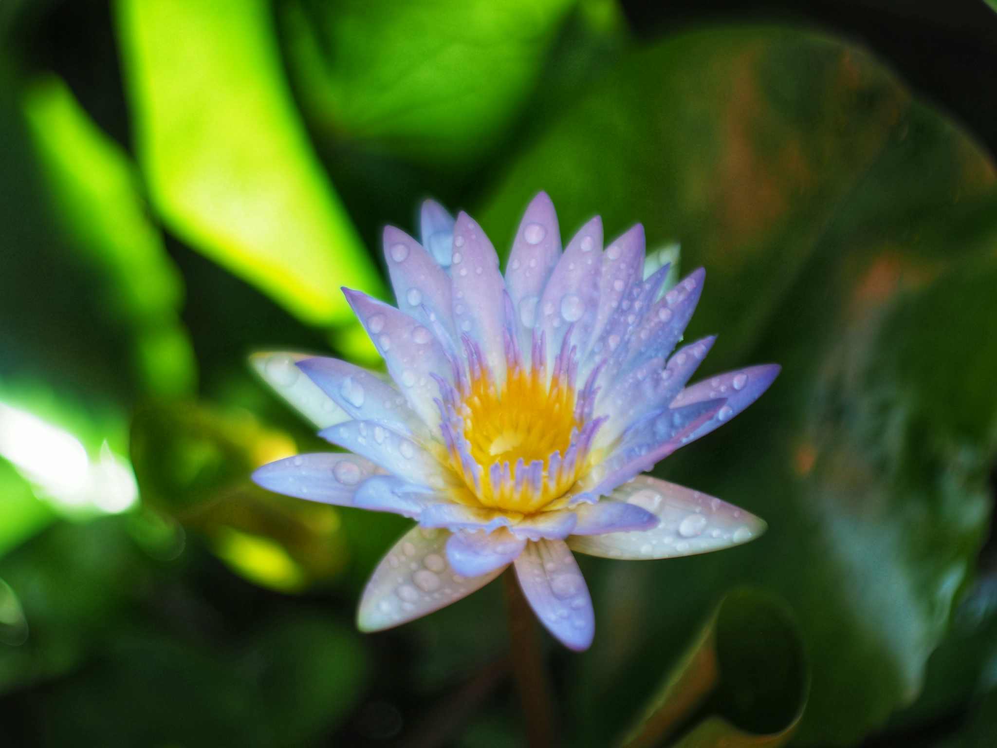 YASHICA ML 50MM.F2 CY MOUNT