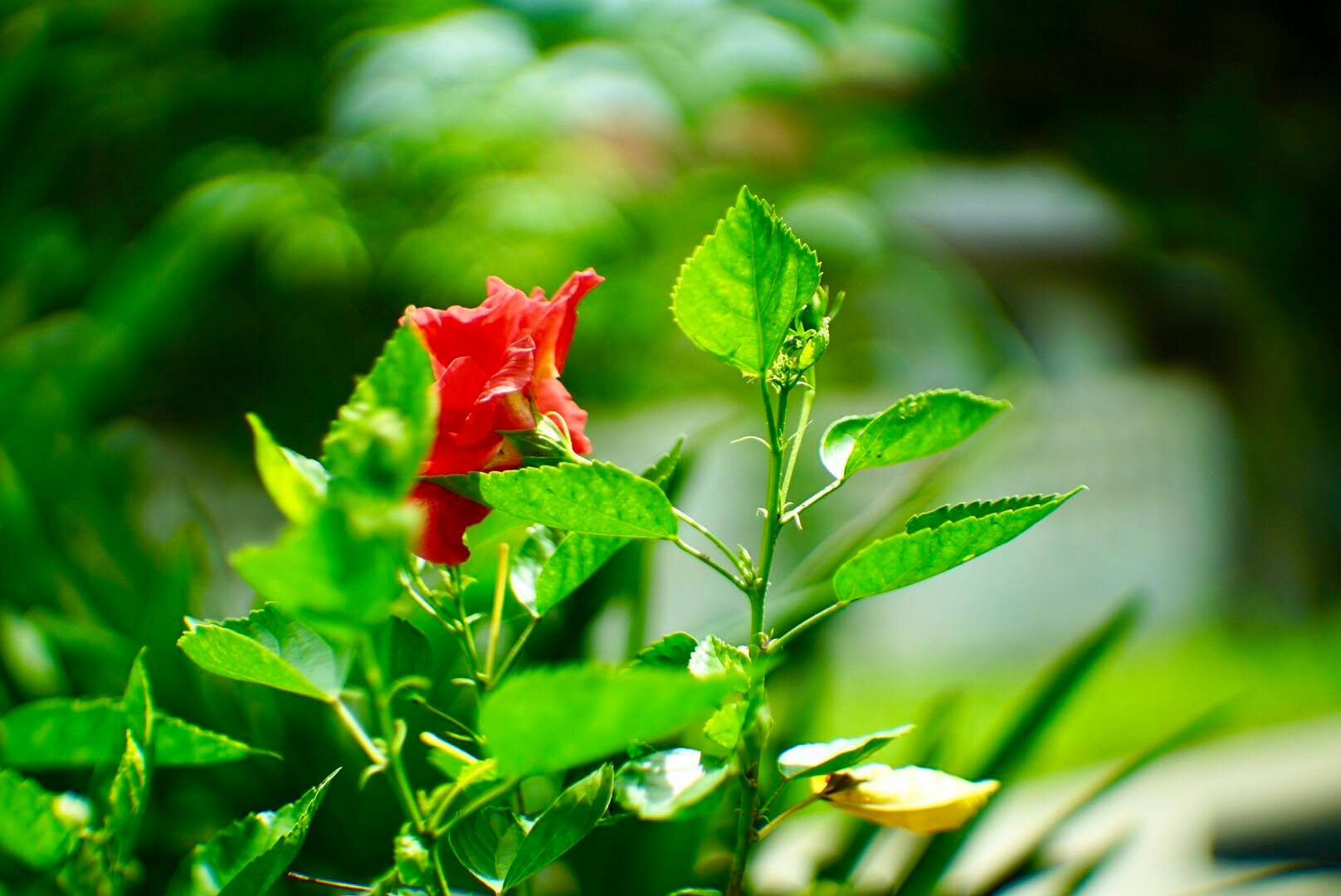 16KP-50MM.F1.2 MODIFLY E MOUNT